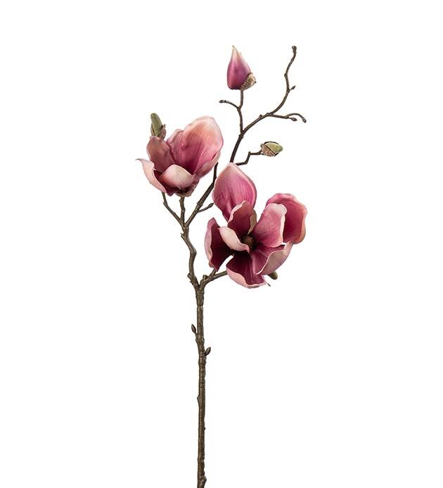 Magnolia vinröd 45 cm