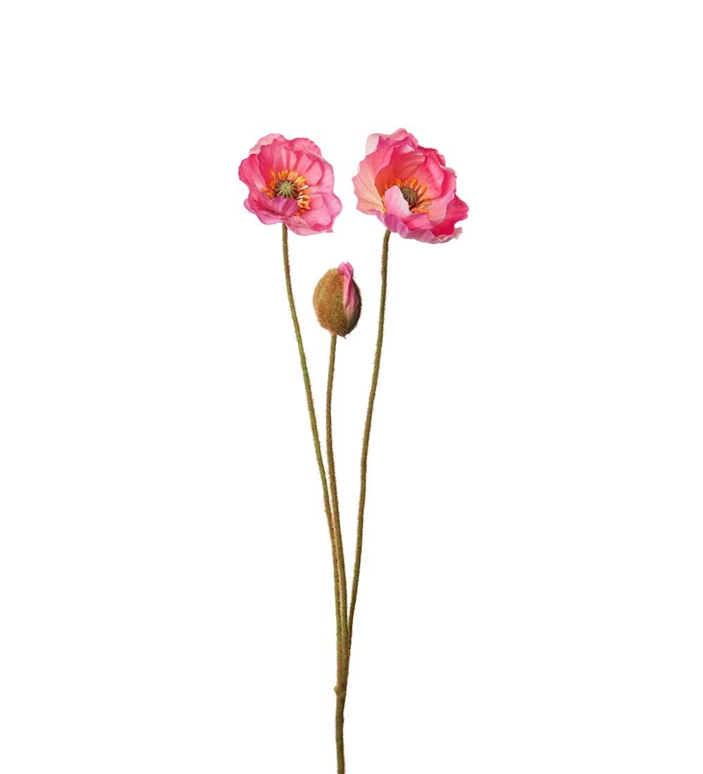 Vallmo rosa 75 cm